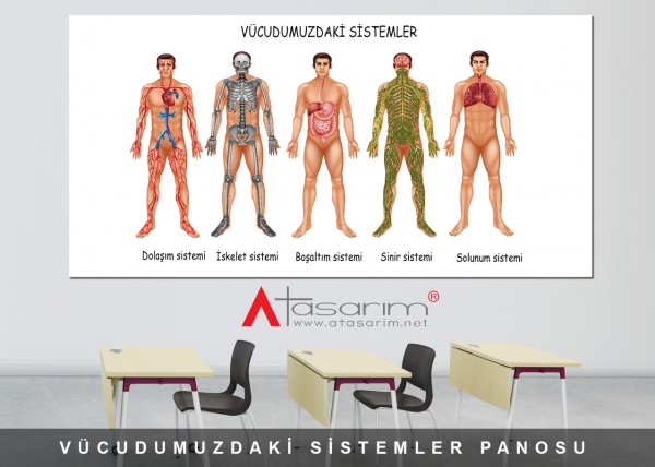 Vücudumuzdaki Sistemler Panosu 