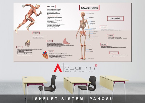 İskelet Sistemi Panosu 