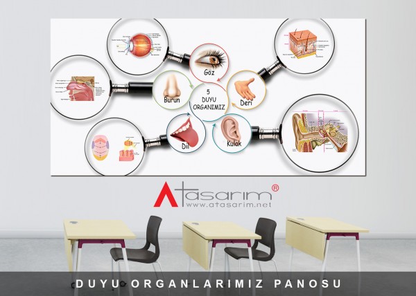 Duyu Organlarımız Panosu 