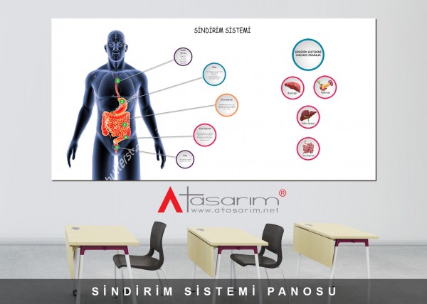 Sindirim Sistemi Panosu 